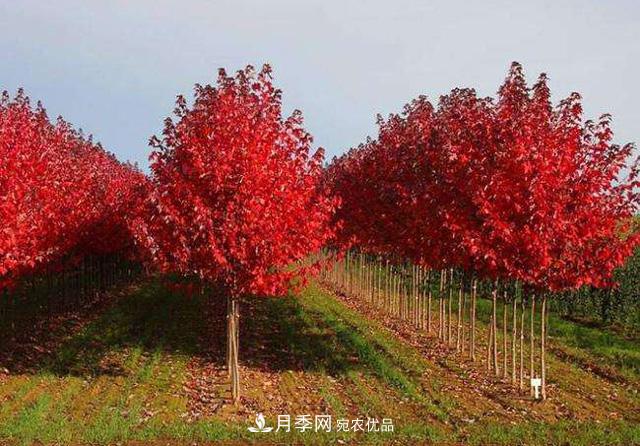 美國(guó)紅楓根系修剪辦法(圖1)