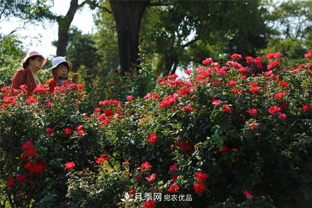 等你來！北京植物園10萬余株月季陸續(xù)進(jìn)入花期(圖1)