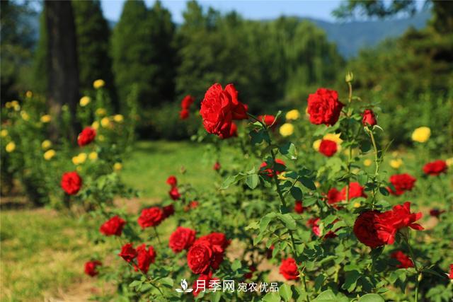 等你來！北京植物園10萬余株月季陸續(xù)進(jìn)入花期(圖2)