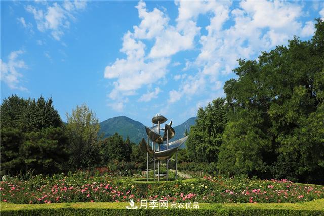 等你來！北京植物園10萬余株月季陸續(xù)進(jìn)入花期(圖3)