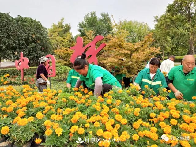 美！6萬盆景觀花卉扮靚鄭州鞏義城區(qū)(圖1)