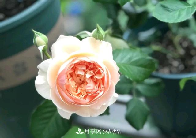 月季花的根系越養(yǎng)越差，難道是因為不會養(yǎng)？(圖2)