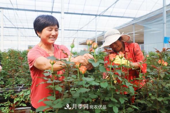 山東日照招賢玫瑰產(chǎn)業(yè)園：花海種下振興夢(mèng) 花香溢滿致富路(圖1)