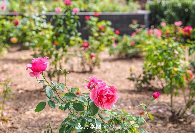 165名園林綠化“工匠”打造33座月季主題花園亮相北京大興(圖1)