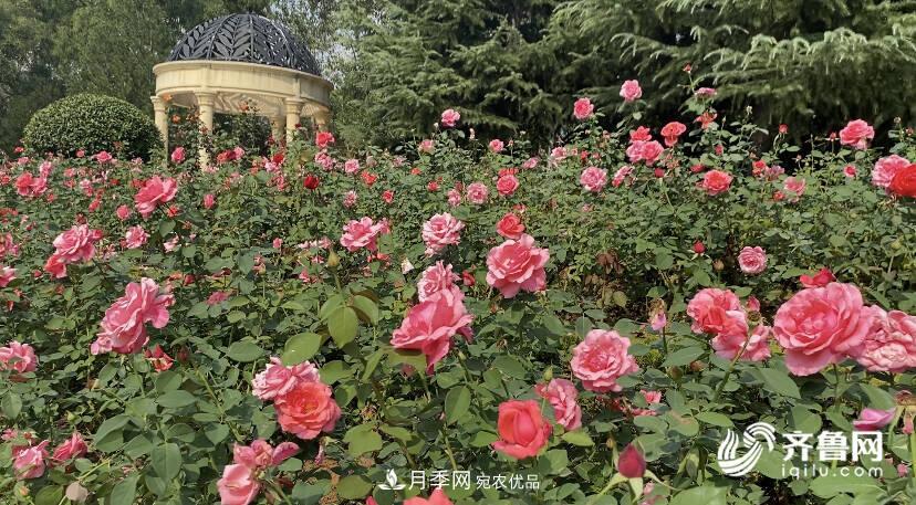 山東濟南網(wǎng)紅打卡地！帶您看姹紫嫣紅的月季花海(圖1)