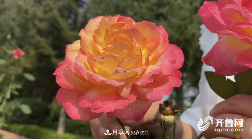 山東濟南網(wǎng)紅打卡地！帶您看姹紫嫣紅的月季花海(圖2)