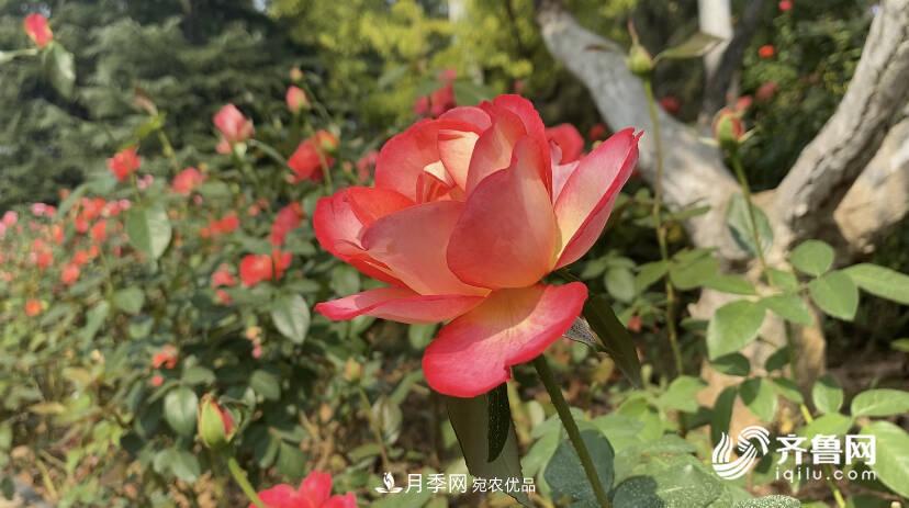 山東濟南網(wǎng)紅打卡地！帶您看姹紫嫣紅的月季花海(圖4)