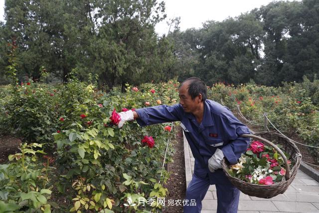 北京天壇公園國慶花壇亮相，萬株月季節(jié)日迎客(圖2)