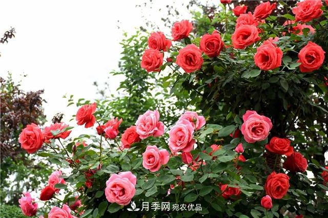 月季之都，陜西韓城市打造月季花海文化名城(相冊)(圖5)