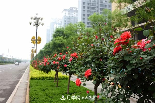 月季之都，陜西韓城市打造月季花海文化名城(相冊)(圖4)