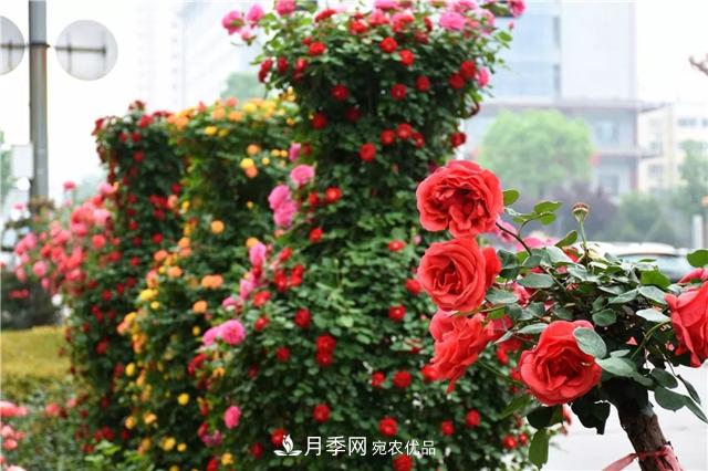 月季之都，陜西韓城市打造月季花海文化名城(相冊)(圖14)