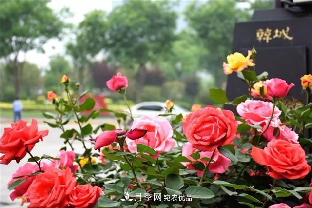 月季之都，陜西韓城市打造月季花海文化名城(相冊)(圖1)