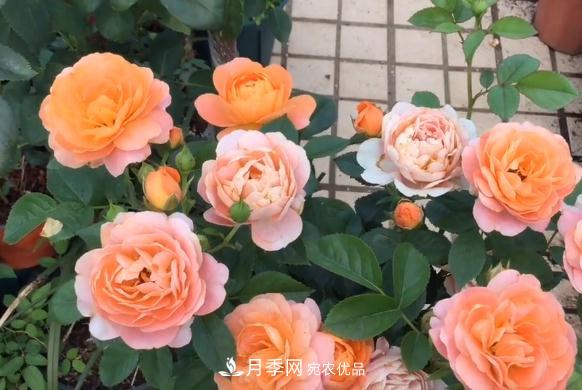 果汁陽臺月季好養(yǎng)嗎，一年開幾次花？(圖1)