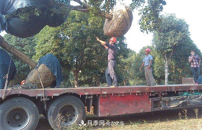 南陽綠化苗木的裝車運(yùn)輸技巧(圖1)