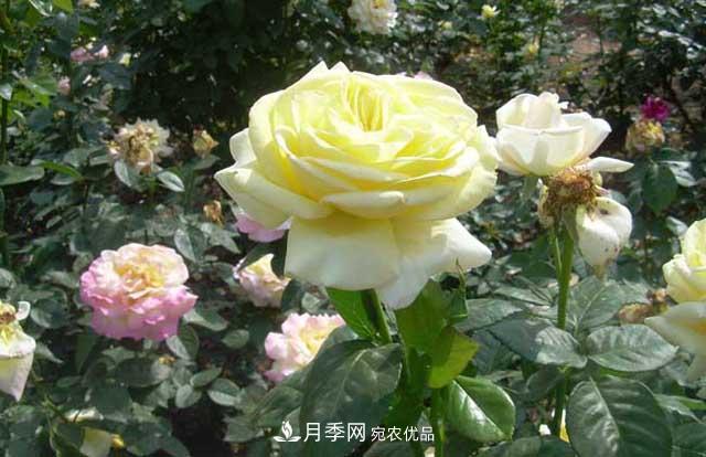 月季花朵處理辦法(圖1)