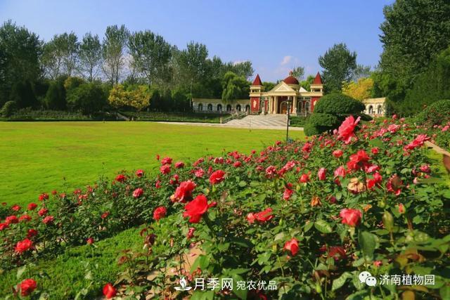 金秋花兒姹紫紅，山東濟(jì)南植物園萬(wàn)株月季與您“約會(huì)”佳節(jié)(圖1)