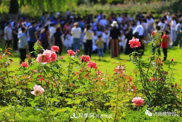 金秋花兒姹紫紅，山東濟(jì)南植物園萬(wàn)株月季與您“約會(huì)”佳節(jié)(圖2)