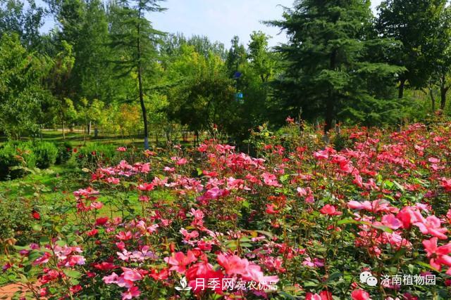 金秋花兒姹紫紅，山東濟(jì)南植物園萬(wàn)株月季與您“約會(huì)”佳節(jié)(圖5)