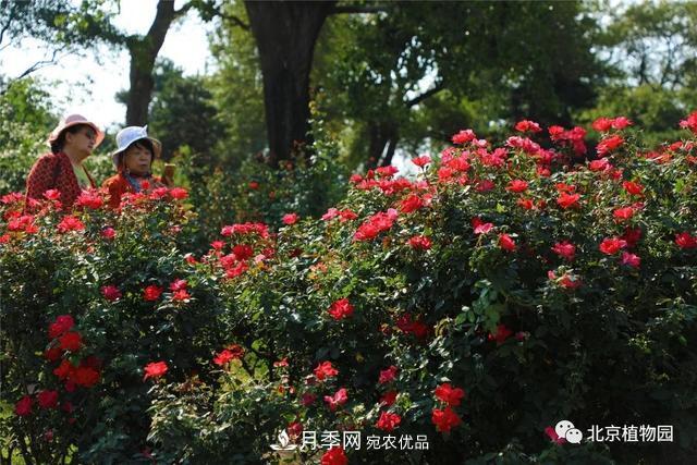 北京植物園月季花海進入盛花期，國慶觀賞正當(dāng)時(圖2)