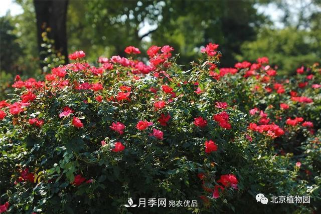 北京植物園月季花海進入盛花期，國慶觀賞正當(dāng)時(圖4)