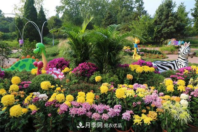 北京植物園第28屆市花展開幕，菊花月季是主角(圖1)