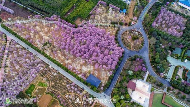 南召玉蘭生態(tài)觀光園(圖1)