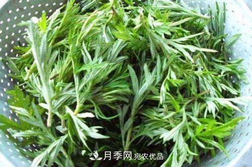 南陽(yáng)到處都是的艾草竟然有這么多作用和功效！(圖1)