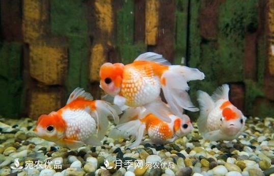 南陽鎮(zhèn)平：中國金魚之鄉(xiāng)，中國錦鯉之鄉(xiāng)的觀賞魚養(yǎng)殖產(chǎn)業(yè)(圖1)