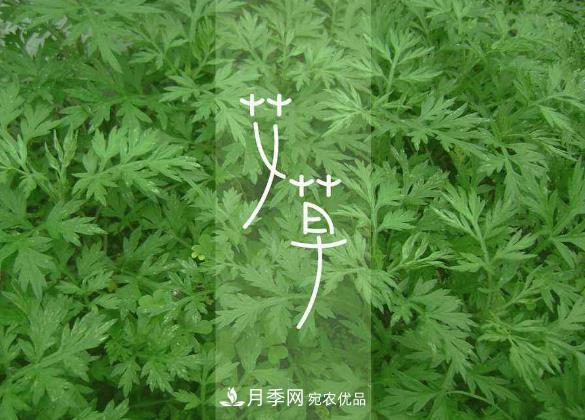 南陽仲景艾草產(chǎn)業(yè)占全國70%份額，年產(chǎn)值10億元，叫響世界？(圖2)