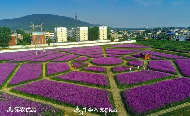 馬鞭草爭艷怒放 南陽達士營村美麗鄉(xiāng)村夢幻家園(圖1)