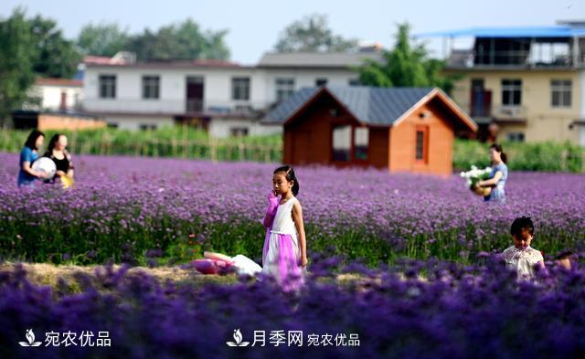 馬鞭草爭艷怒放 南陽達士營村美麗鄉(xiāng)村夢幻家園(圖2)