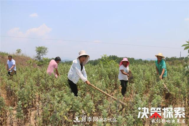 南陽(yáng)市南召縣南河店鎮(zhèn) 培育綠色農(nóng)業(yè)產(chǎn)業(yè)共享生態(tài)紅利(圖5)