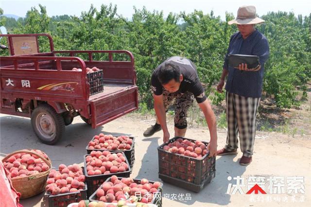 南陽(yáng)市南召縣南河店鎮(zhèn) 培育綠色農(nóng)業(yè)產(chǎn)業(yè)共享生態(tài)紅利(圖4)