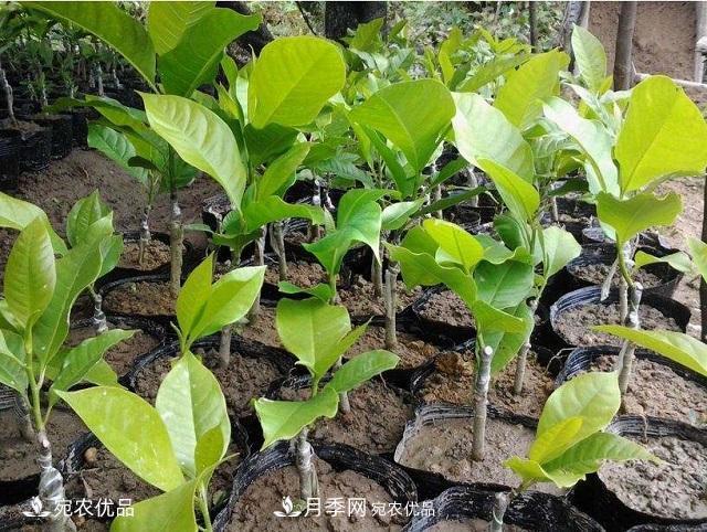 南陽辛夷花苗木的種植栽培技術(shù)(圖1)