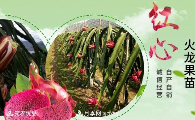 南陽(yáng)市紅心火龍果苗種植基地(圖1)