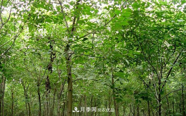 南陽鎮(zhèn)平玉蘭大葉女貞香樟五角楓苗木批發(fā)基地(圖1)