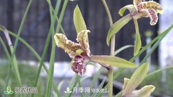 桐柏縣大河鎮(zhèn)小蘭草花木變身脫貧致富“金草”(圖2)