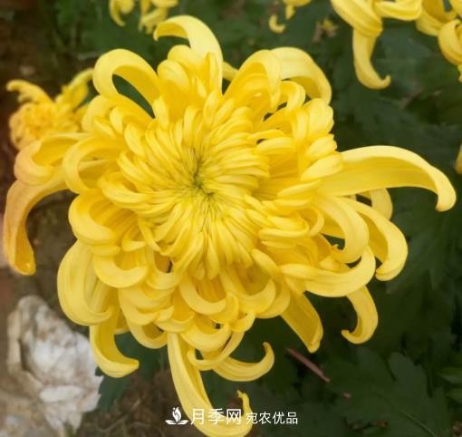 南陽(yáng)鎮(zhèn)平國(guó)明盆栽菊花基地(圖2)