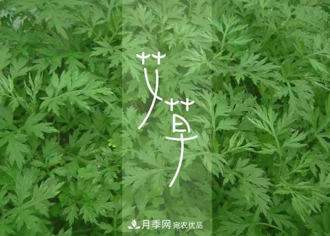 南陽艾草產(chǎn)業(yè)發(fā)展規(guī)劃（2019-2023 年），快來看看吧！(圖3)