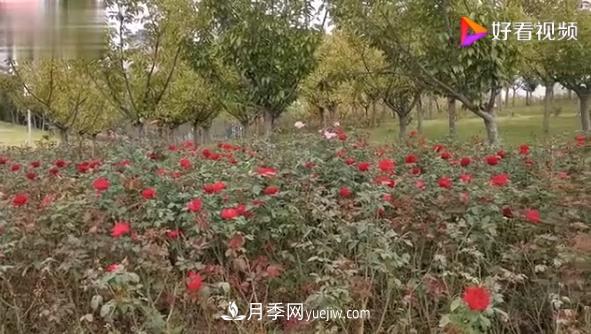 來山東聊城九州洼月季公園，看這搖曳多姿的月季格?；?圖1)