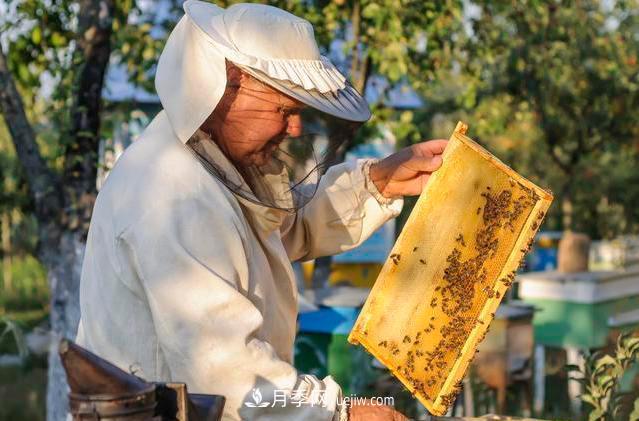 跌落神壇的土蜂蜜土特產(chǎn)(圖2)