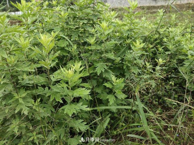 種南陽艾草的時(shí)候怎么除草，可不可以用草甘膦(圖2)