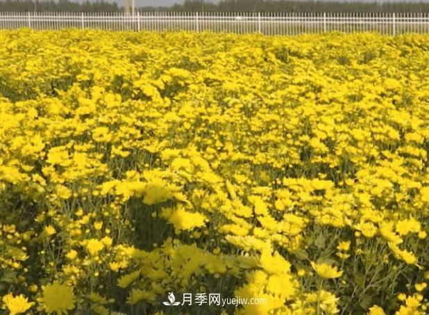 衡水故城菊花產業(yè)文化博覽園：假日流連花海間(圖1)