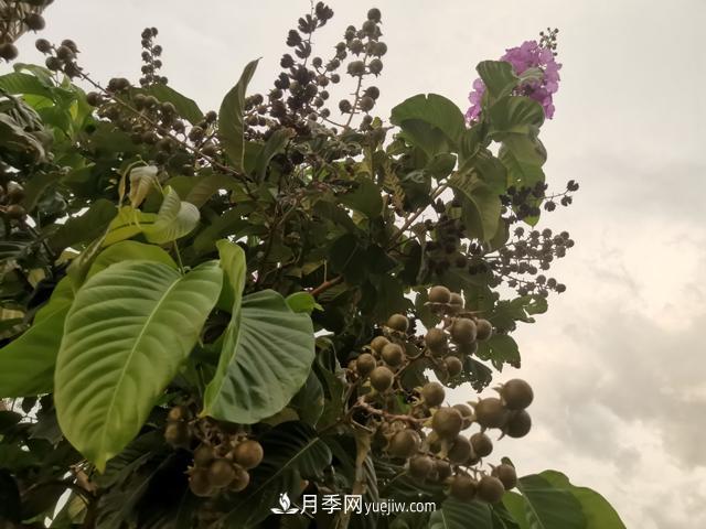 大花紫薇（佛淚花）(圖2)