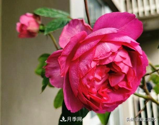 無伊芙不月季，哪種伊芙月季***值得入手？(圖8)