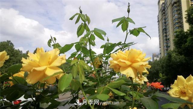 杭州高架月季 迎來今年***后的盛花期(圖2)