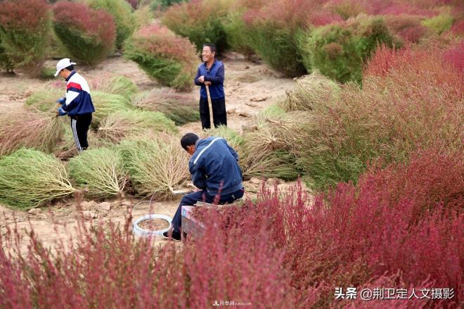 山西臨汾65歲農(nóng)民大叔種“彩色草”，編織致富夢(mèng)年收入10萬(wàn)元(圖4)