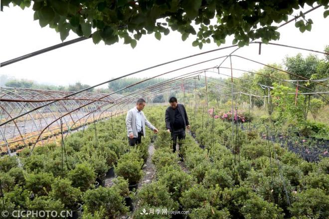 河南平頂山：花卉苗木種植助農(nóng)增收(圖1)