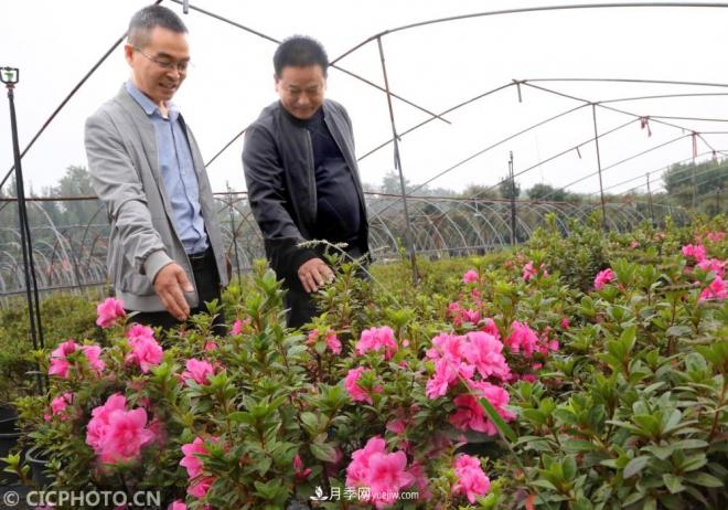 河南平頂山：花卉苗木種植助農(nóng)增收(圖2)