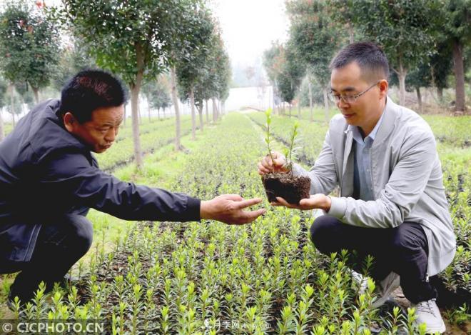 河南平頂山：花卉苗木種植助農(nóng)增收(圖3)